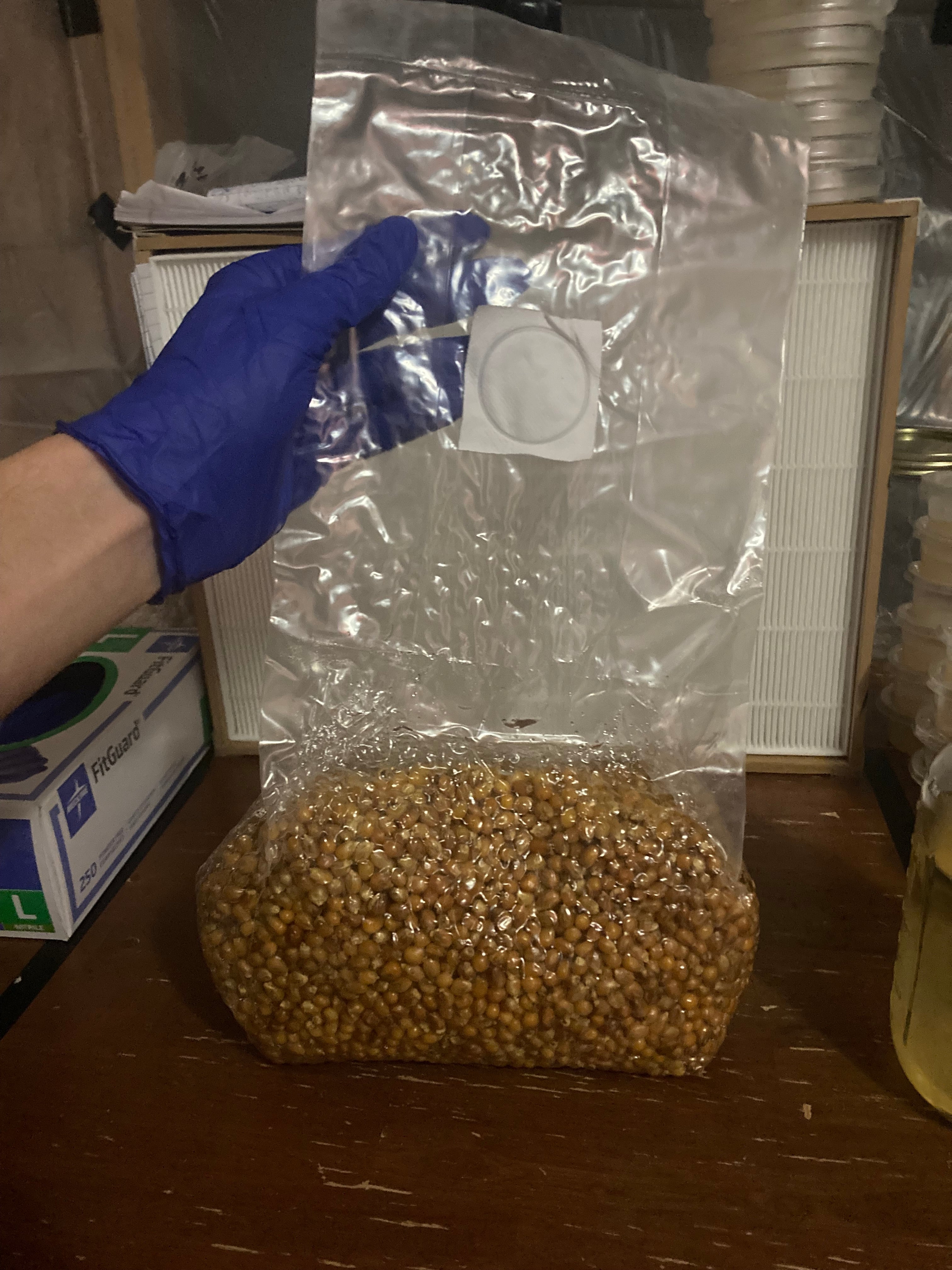 Grain Spawn bag 4lbs