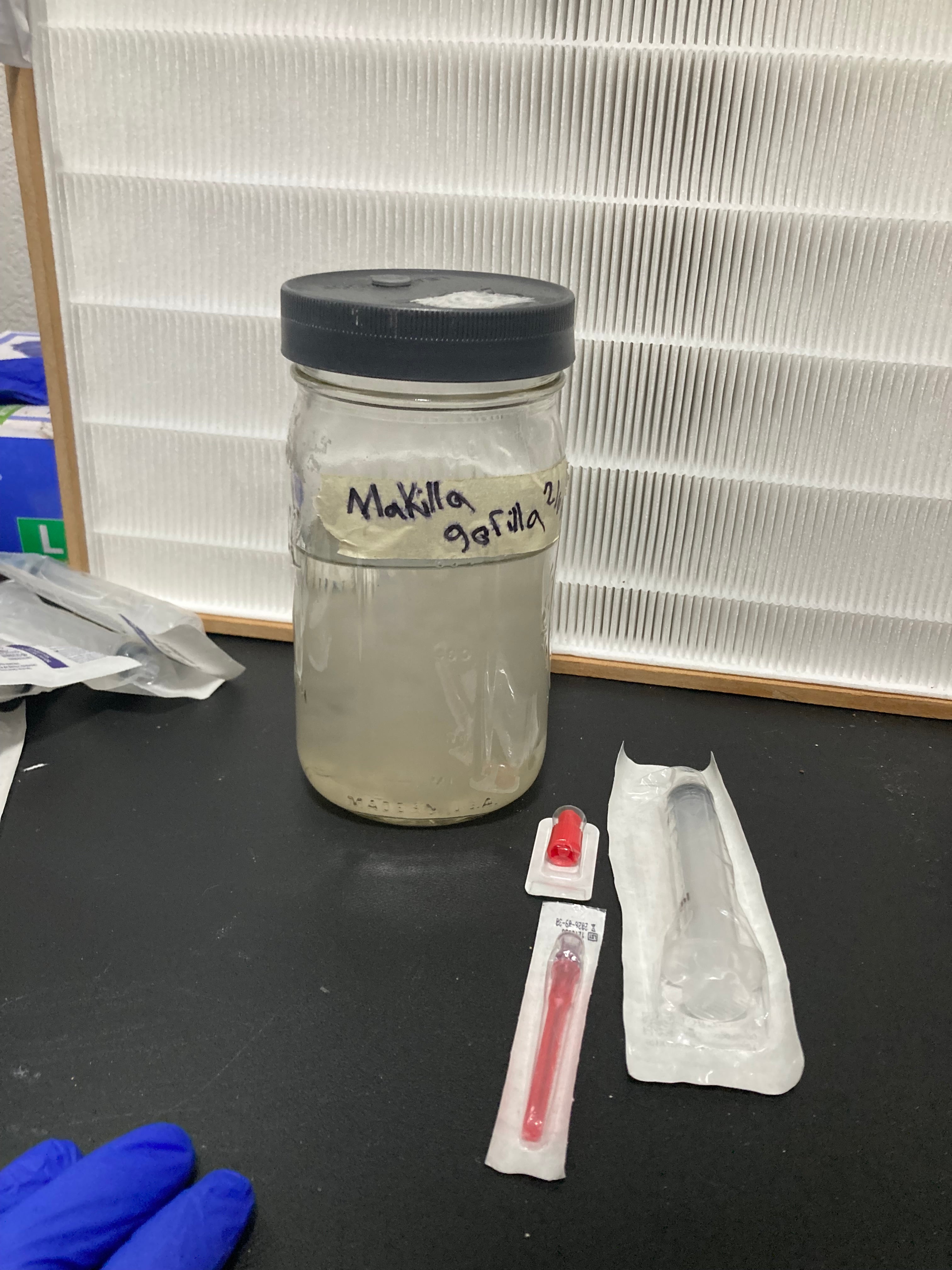 1x 10cc liquid culture Syringe (Makilla Gorilla)