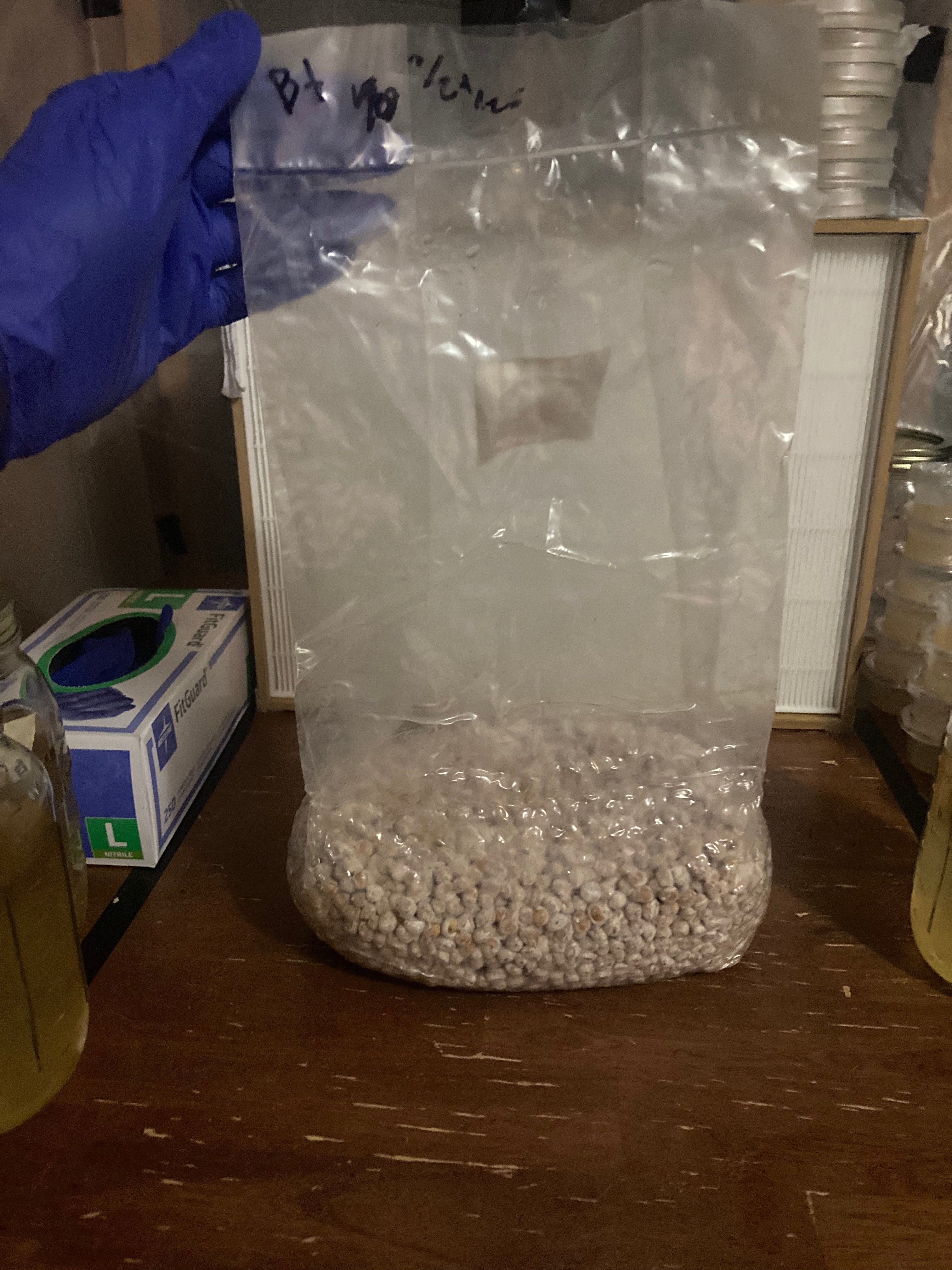 Colonized Bag