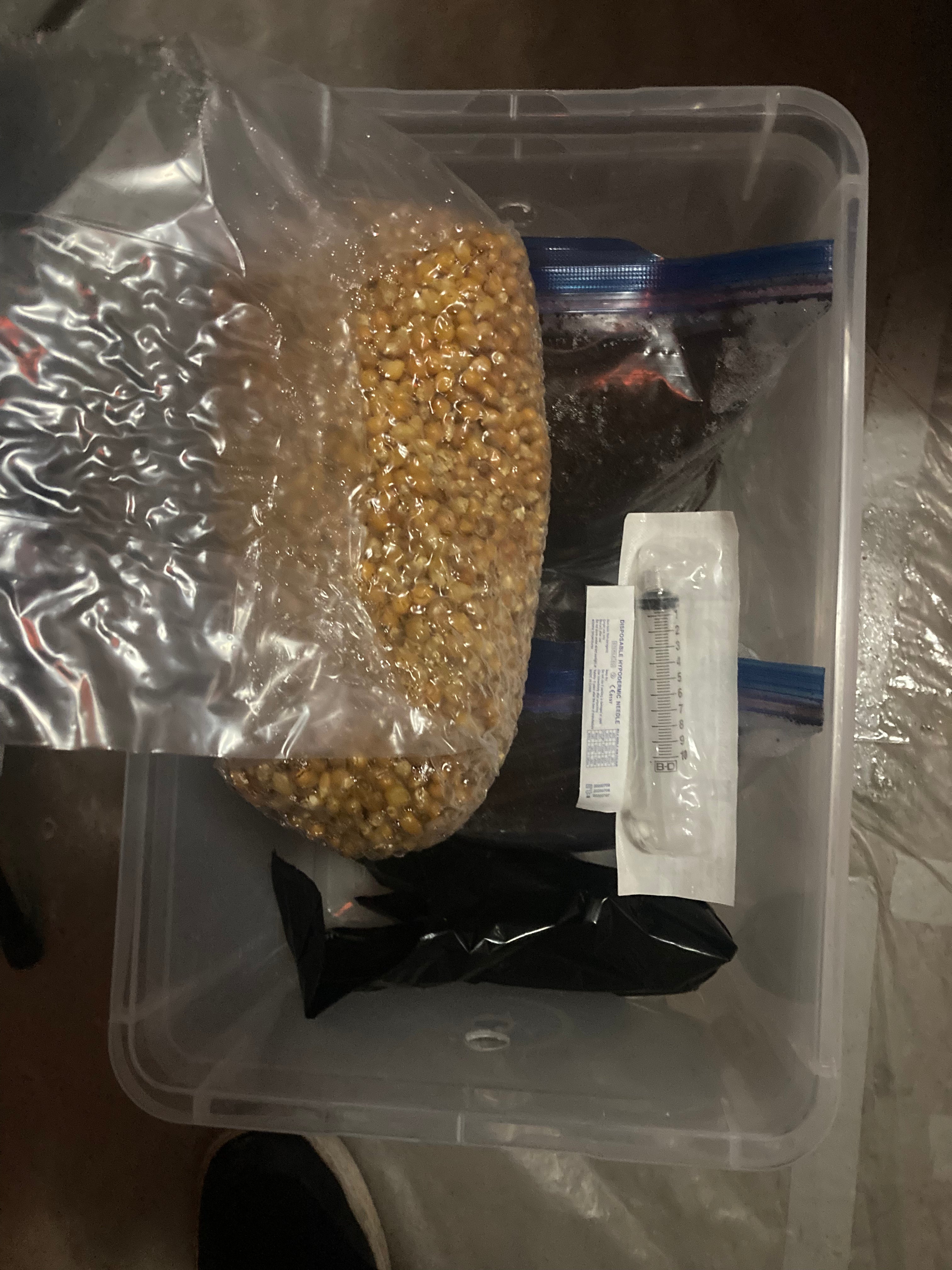 Monotub kit (uncolonized)